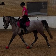 Arabisk fuldblod (OX) Zenitt