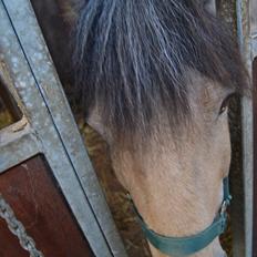 Anden særlig race Mikkel 