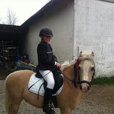 Welsh Mountain (sec A) Emil