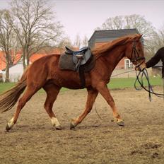 Anden særlig race Ribergaards cassio