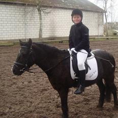 Anden særlig race BlackJack Er desvære i Heste Himlen