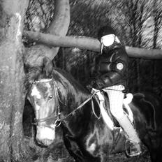 New Forest Queenshill Savannah