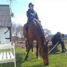 Svensk Varmblod Seth Fisch