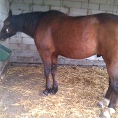 Svensk Varmblod Seth Fisch