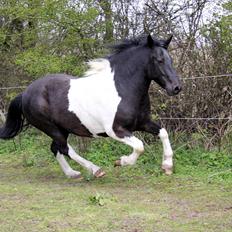 Anden særlig race Spike