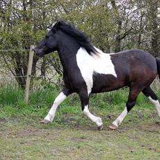 Anden særlig race Spike