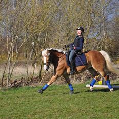 Tyroler Haflinger Frühlingsberge Ragazza