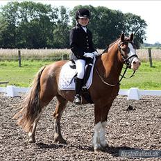 Welsh Cob (sec D) Thers Hey Harlekin