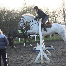 Anden særlig race Sevenhills Tyrone Tigers