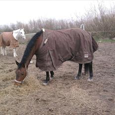 Tysk Sportspony *Holsteins Jovenca*<3