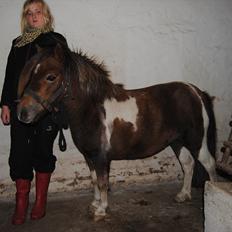 Anden særlig race Hesselskov´s Gabrielle