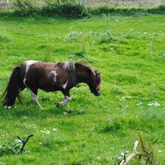 Anden særlig race Hesselskov´s Gabrielle