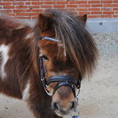 Anden særlig race Hesselskov´s Gabrielle