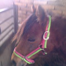 Anden særlig race lille  trixi