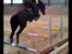 Trakehner Hamila. - Springtræning :-) kom op på 1.25 den dag, og 100 cm i bane 