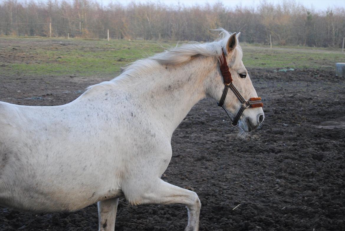 Anden særlig race Penelope billede 7