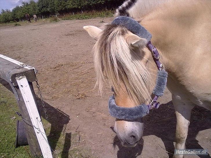 Fjordhest ROMOSSES Komma Karizma billede 1