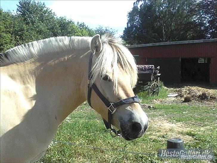 Fjordhest ROMOSSES Komma Karizma billede 2