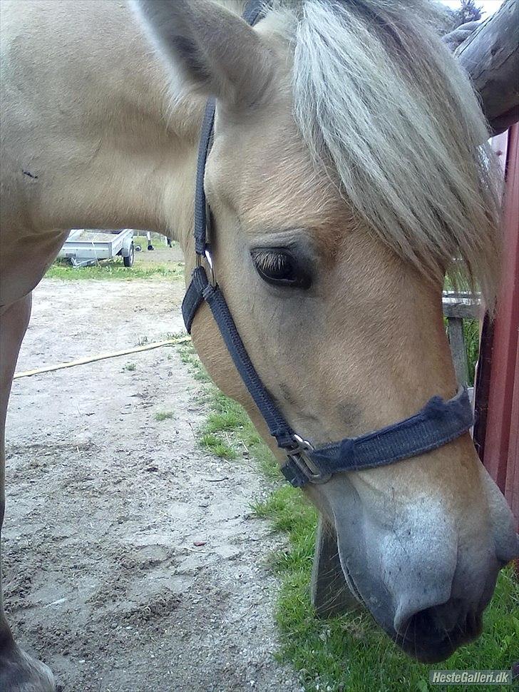 Fjordhest ROMOSSES Komma Karizma billede 3