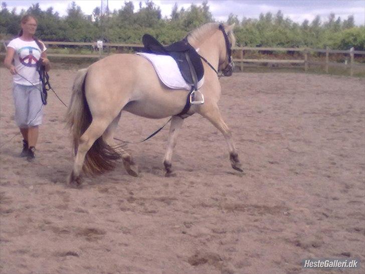 Fjordhest ROMOSSES Komma Karizma billede 4
