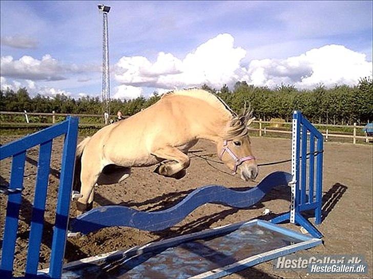 Fjordhest ROMOSSES Komma Karizma billede 5