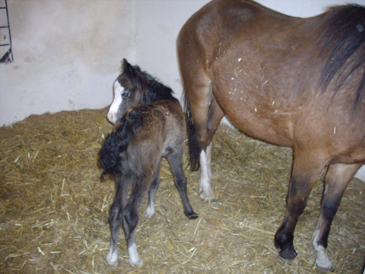 Welsh Mountain (sec A) Padesølund's  Appel Jack   SOLGT - Lige da jeg kom over i stalden og så ham  billede 1