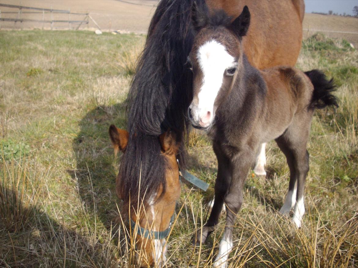 Welsh Mountain (sec A) Padesølund's  Appel Jack   SOLGT billede 2