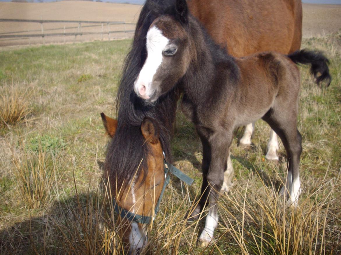 Welsh Mountain (sec A) Padesølund's  Appel Jack   SOLGT billede 3