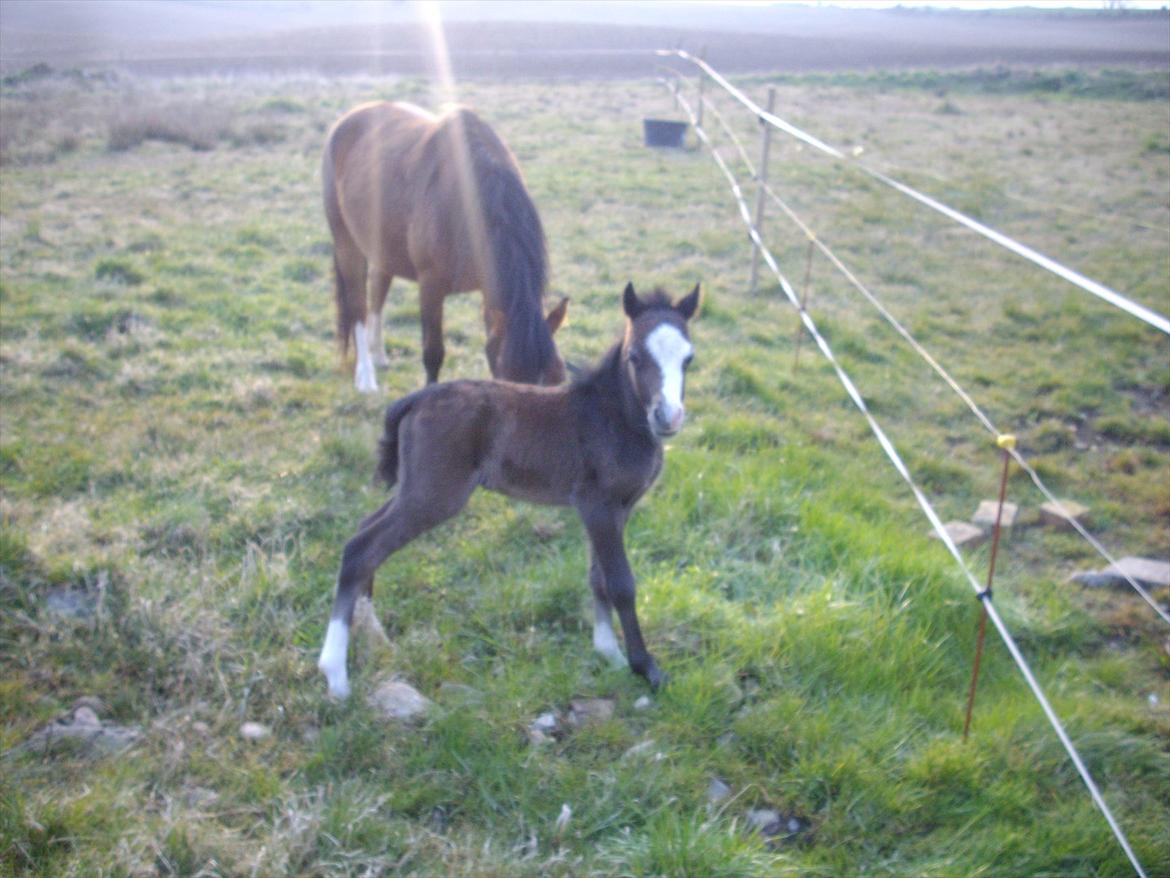 Welsh Mountain (sec A) Padesølund's  Appel Jack   SOLGT - D. 19-04.2012 . er lige kommet ud kl 7 og jeg er bare fræk  billede 5