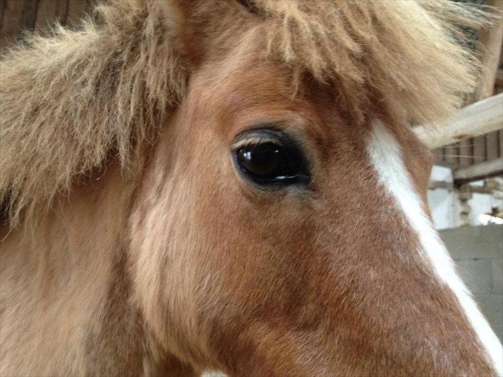 Pinto Doheema Snuske PIN 596 **BROVANG** SOLGT ! - Er hun ikke bare søøøøøød <3 billede 1