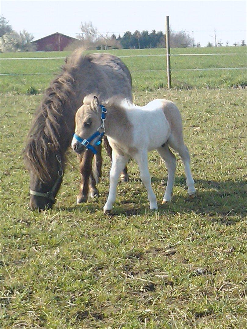 Dansk Miniature sofus de luxe. billede 12