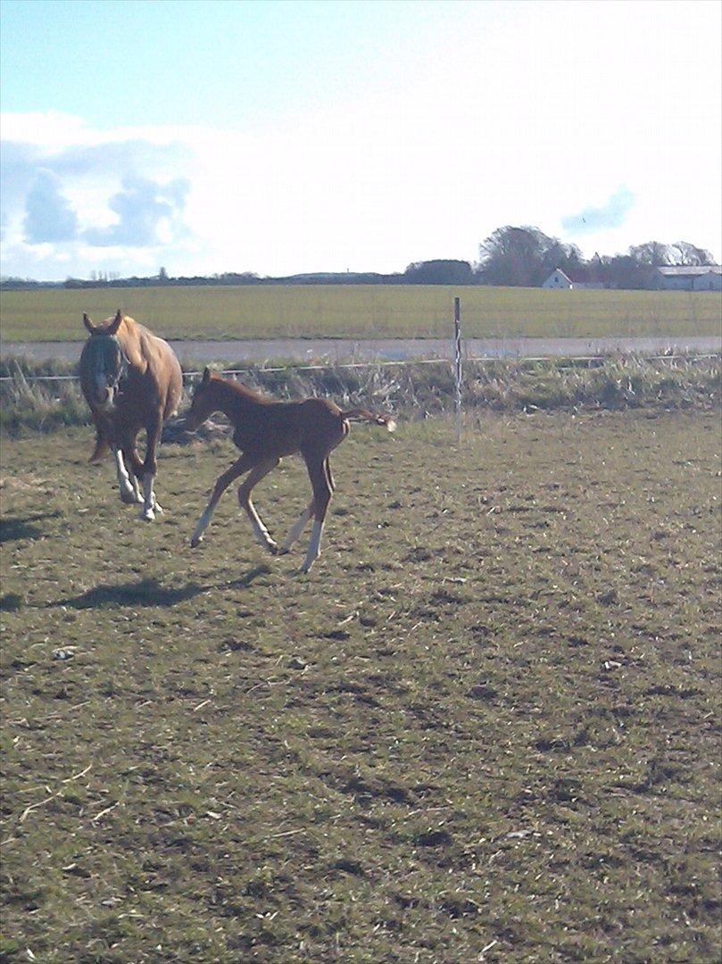 Dansk Varmblod dazzling sapphire (safir) billede 10