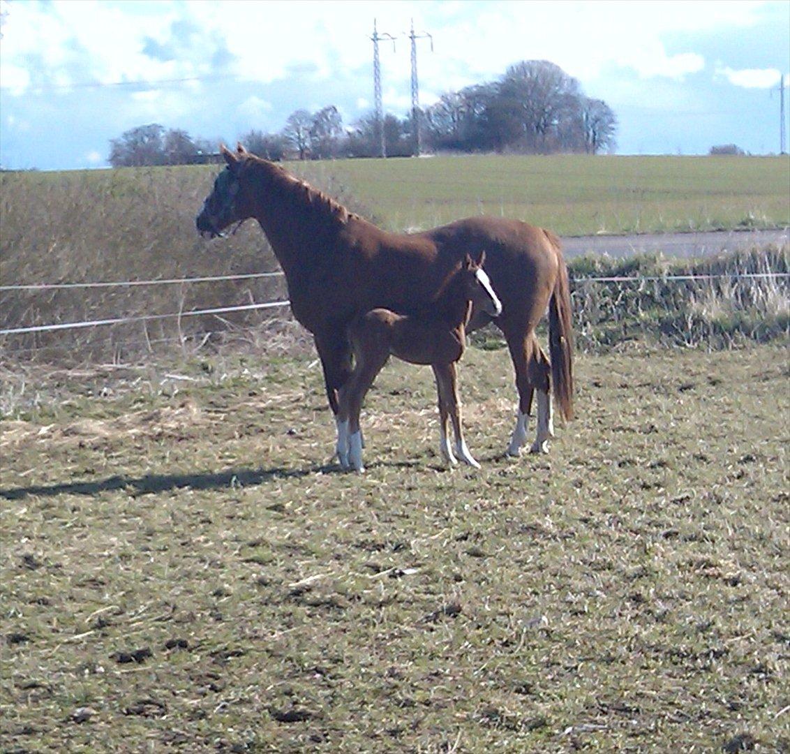 Dansk Varmblod dazzling sapphire (safir) billede 11