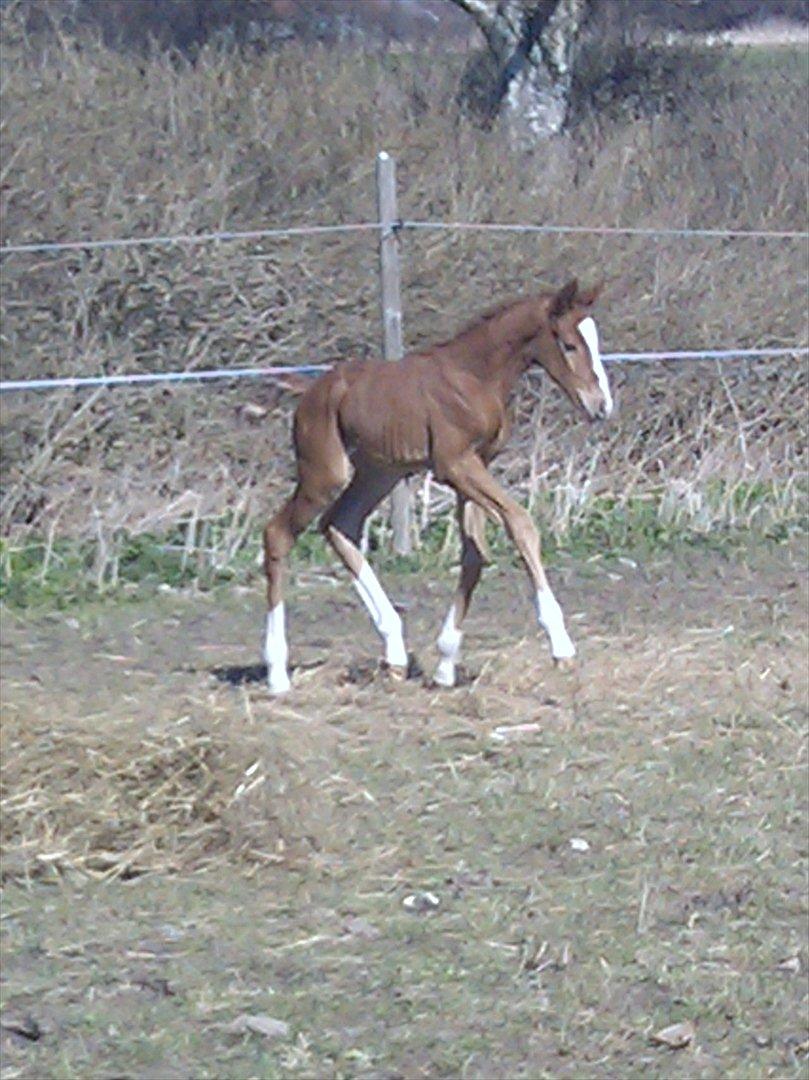 Dansk Varmblod dazzling sapphire (safir) billede 12