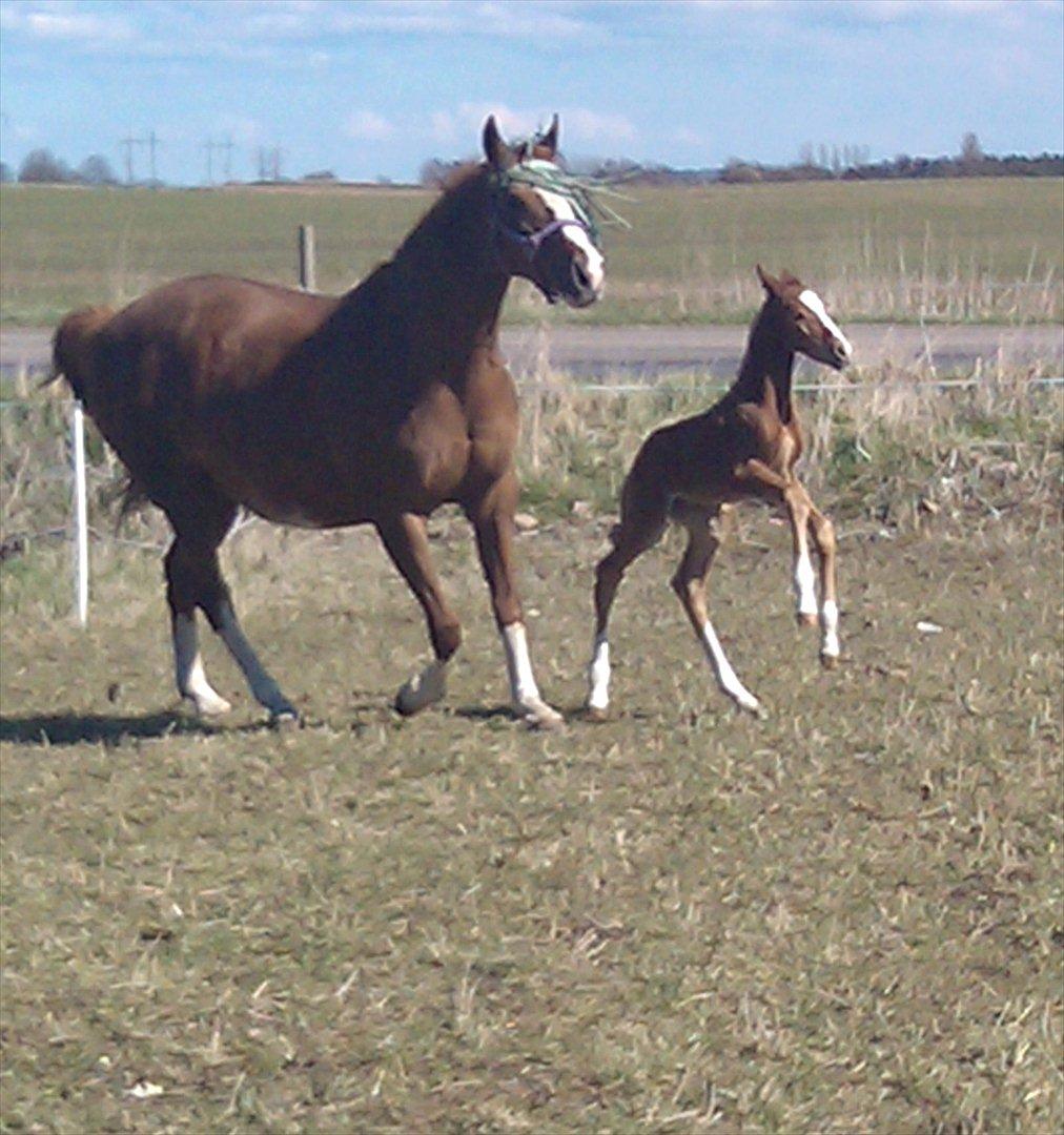 Dansk Varmblod dazzling sapphire (safir) billede 13