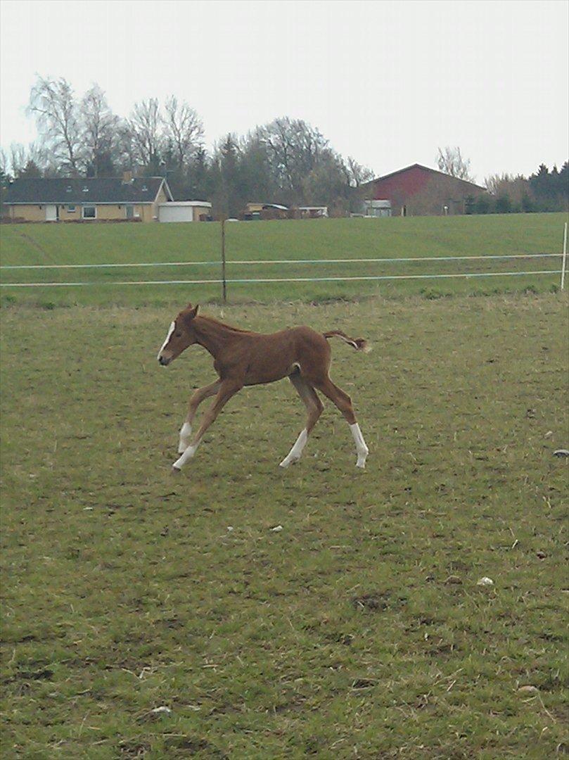 Dansk Varmblod dazzling sapphire (safir) billede 14