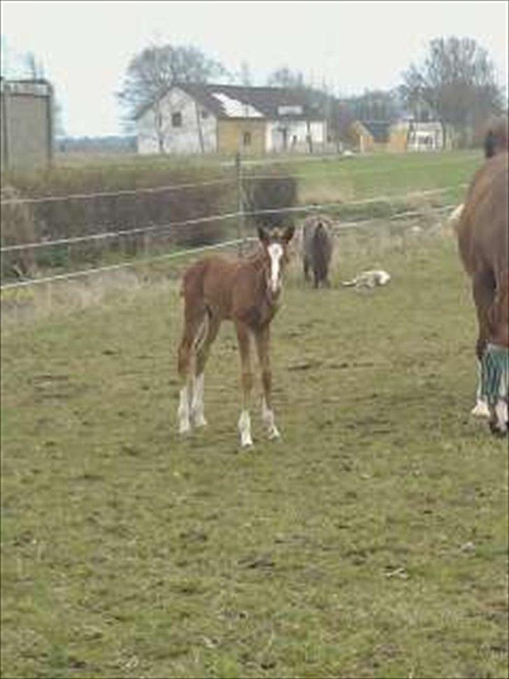 Dansk Varmblod dazzling sapphire (safir) billede 15