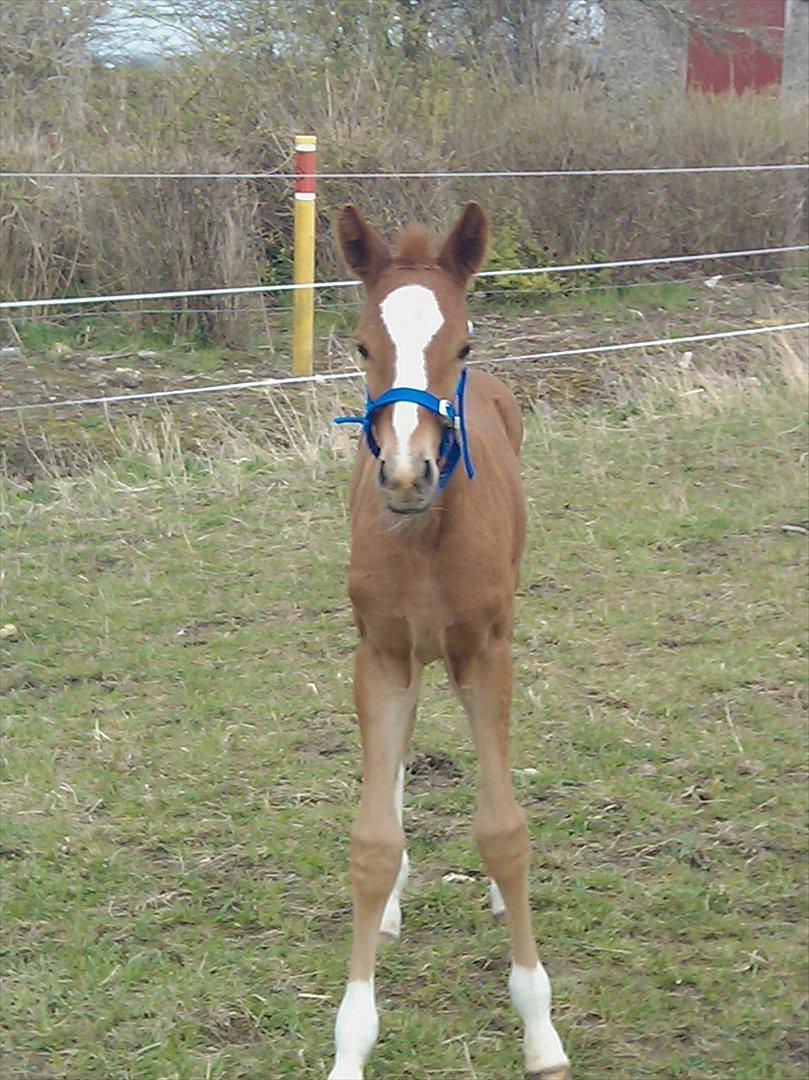 Dansk Varmblod dazzling sapphire (safir) billede 16