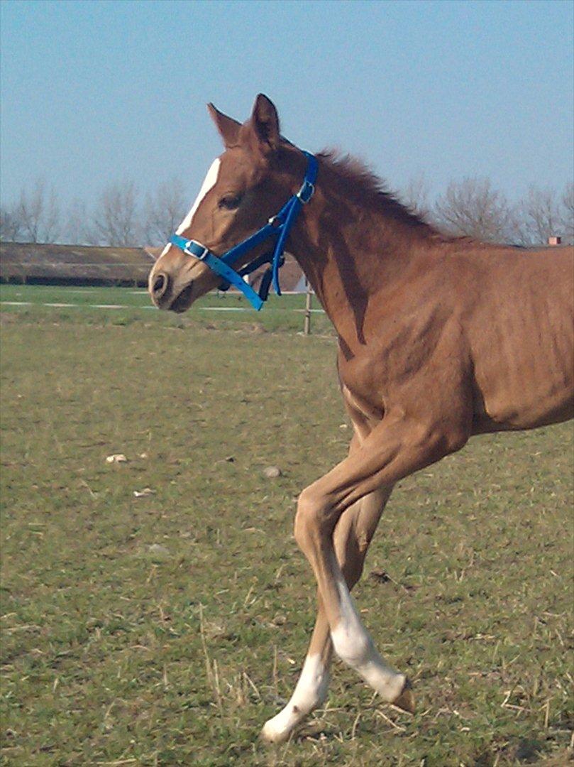 Dansk Varmblod dazzling sapphire (safir) billede 17