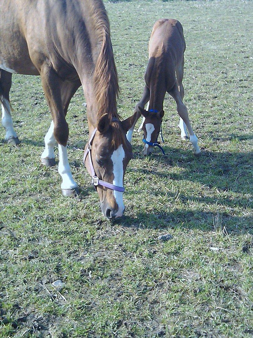 Dansk Varmblod dazzling sapphire (safir) billede 18