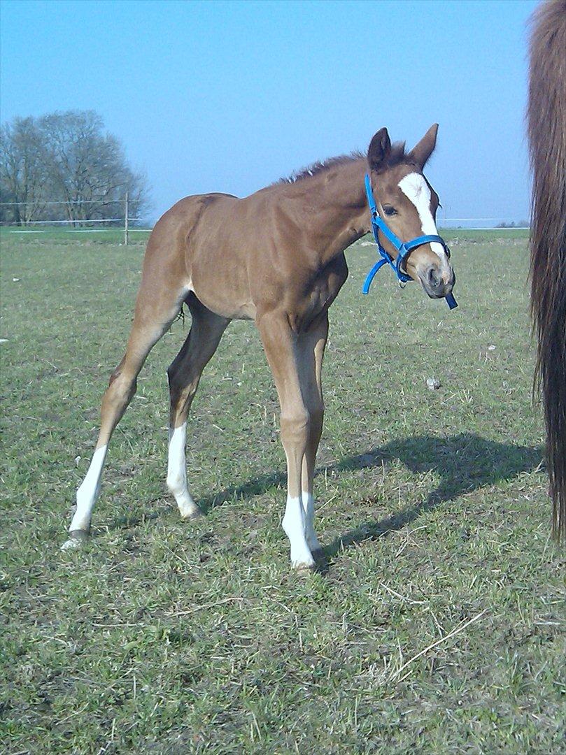 Dansk Varmblod dazzling sapphire (safir) billede 19