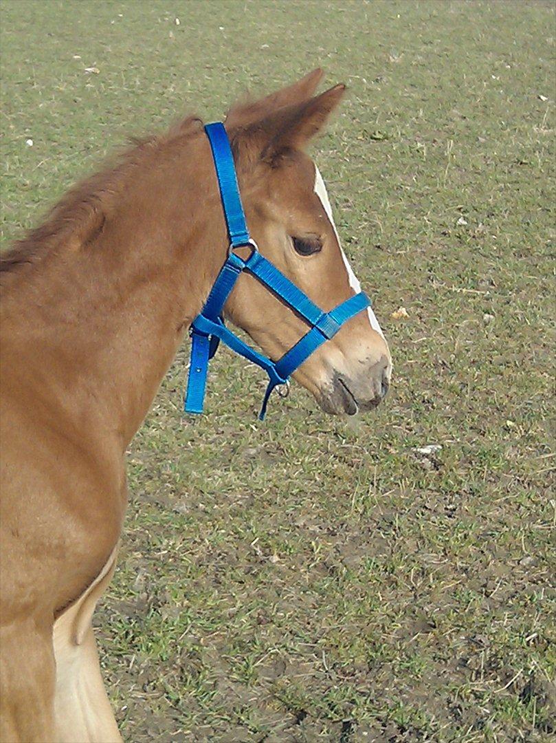 Dansk Varmblod dazzling sapphire (safir) billede 20