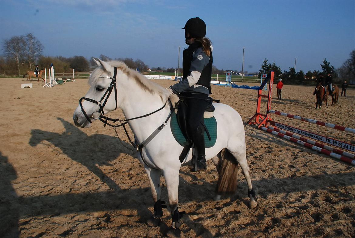 Tysk Sportspony *LONIA* billede 19