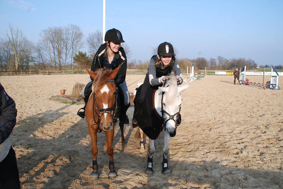 Tysk Sportspony *LONIA* billede 20