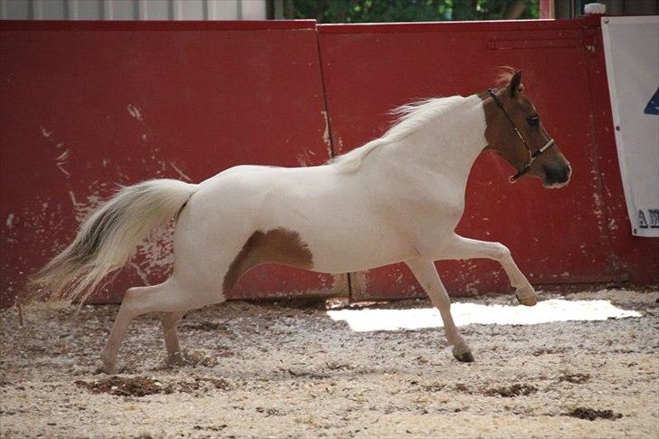 Miniature | NKG Zodiacs Rubin * farvorit* | - Kåring 2011 billede 3