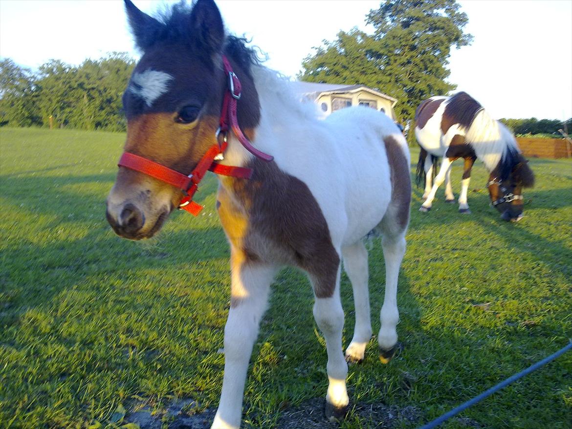Anden særlig race Coco Star - Er jeg ikke bedårende billede 9