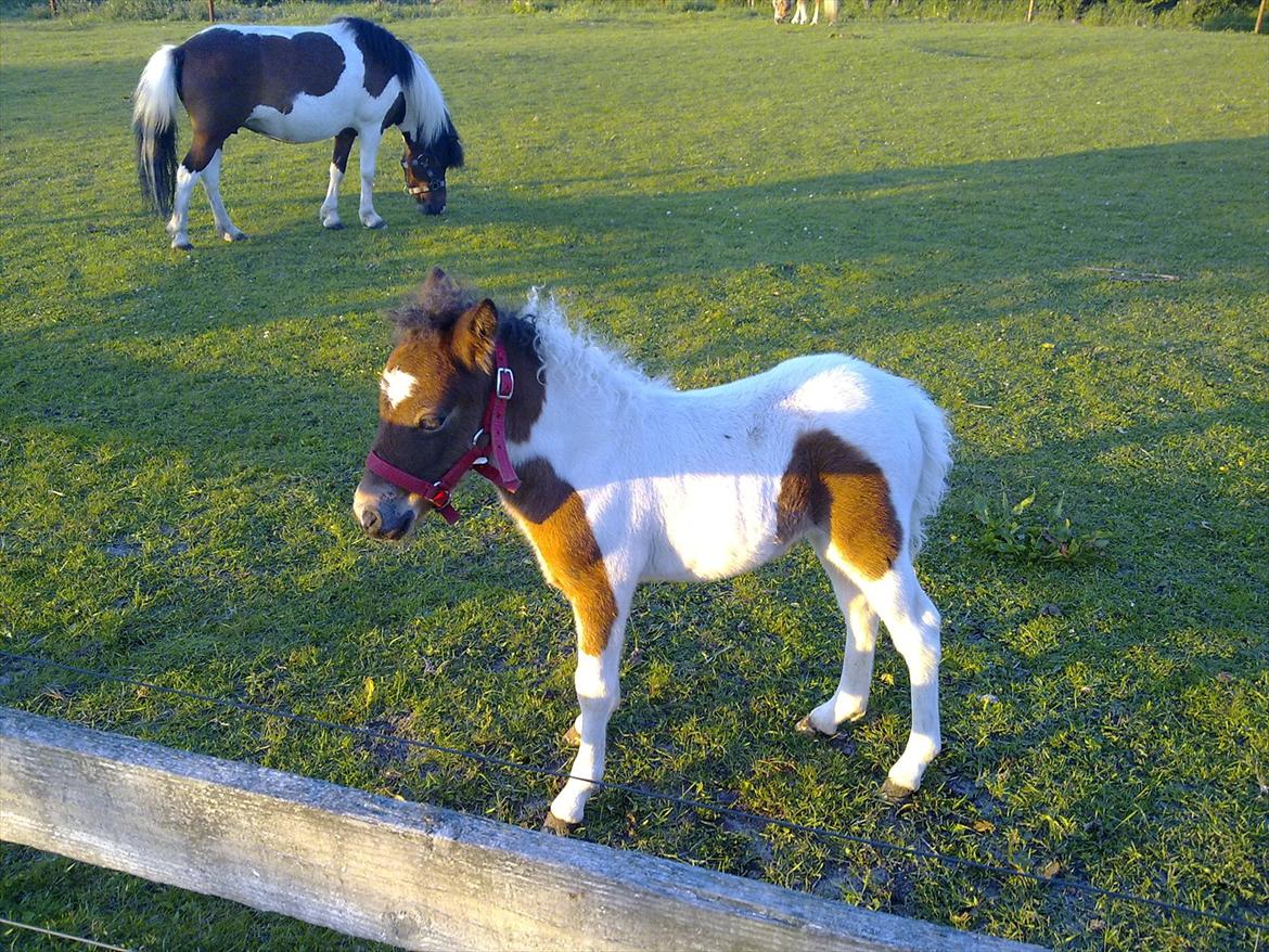 Anden særlig race Coco Star billede 10