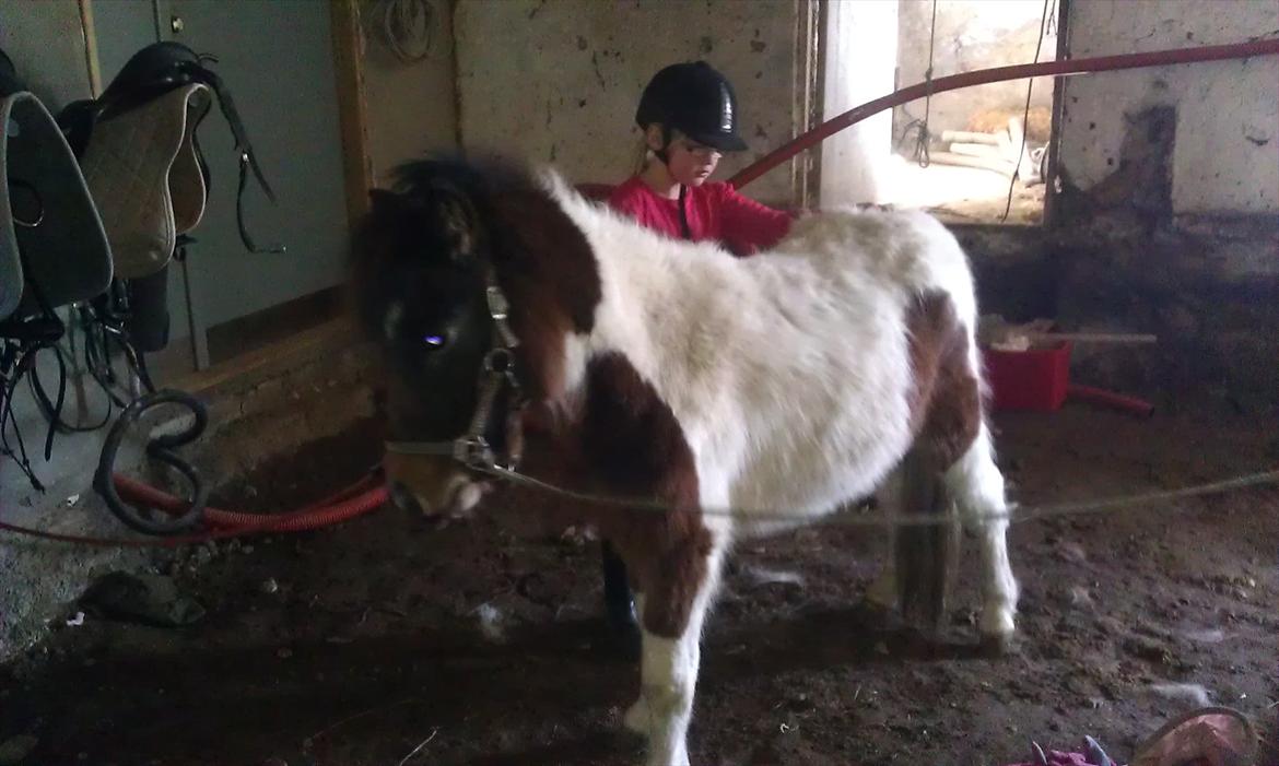 Anden særlig race Coco Star billede 11