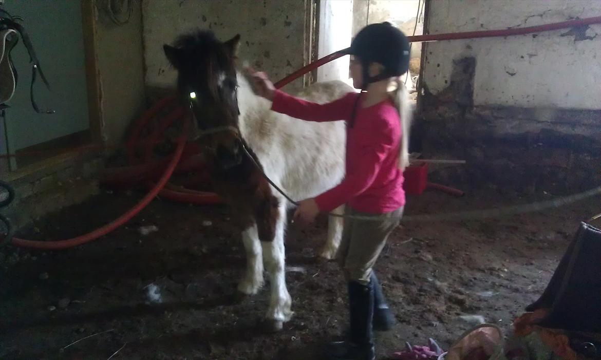 Anden særlig race Coco Star billede 12