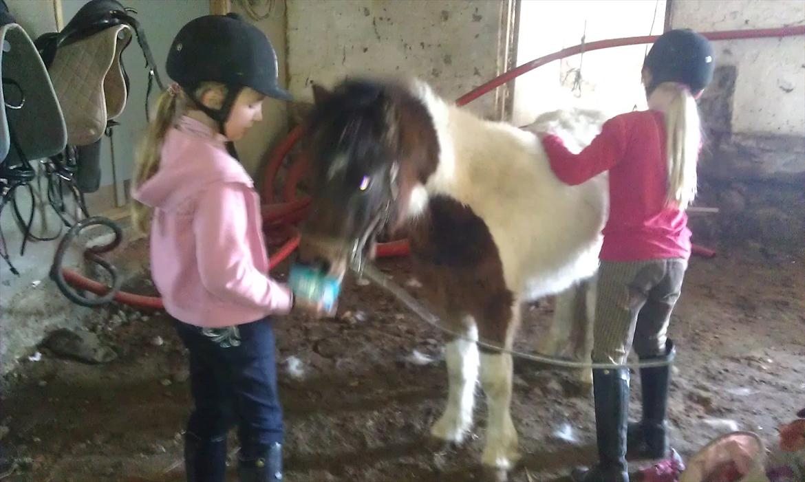 Anden særlig race Coco Star - Han er bare så cool og elsker at slikke på lakrids godbidden ;O) billede 13